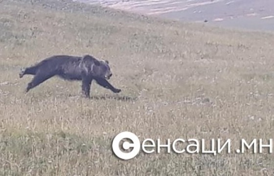 Хөвсгөл аймагт баавгай айлын мал руу оржээ