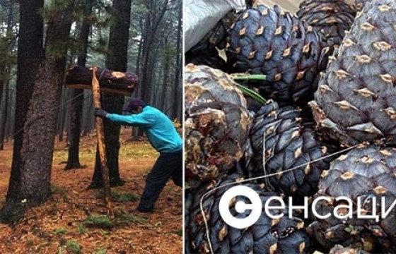 Самар түүхээр гараад сураггүй болжээ