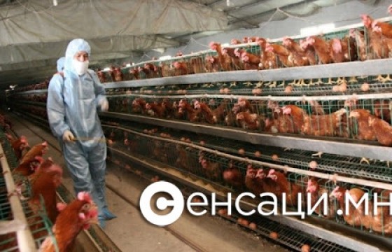 25 тонн тахианы махыг устгалд орууллаа
