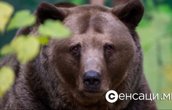 Малчны хот руу баавгай дайрч, хонь барьжээ