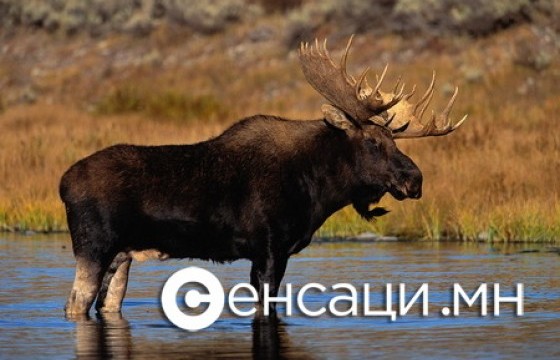 Хөвсгөл аймагт хулгайгаар хандгай агнажээ