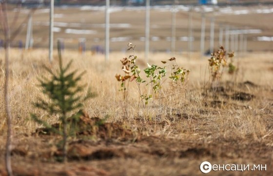“Тэрбум мод” үндэсний хөдөлгөөнд 320 орчим байгууллага, аж ахуйн нэгж нэгдлээ