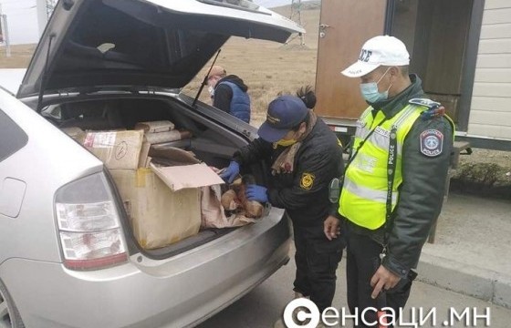 Тарваганы тулам тээвэрлэж, худалдахыг завдсан иргэдийг 12 сая төгрөгөөр торгожээ