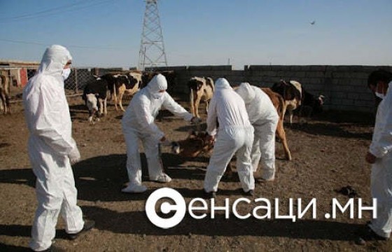 15 аймгийн 90 суманд шүлхий гарчээ