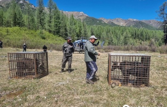 Улаан тайгын хамт олон тэжээж байсан өнчин хоёр баавгайн зулзагыг нисдэг тэргээр байгальд тавьжээ